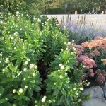 Eldredge flower beds